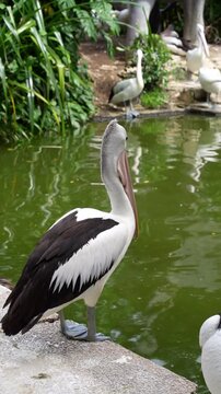 back portrait of australian pelican standing by the pond, pelican and its gular fluttering