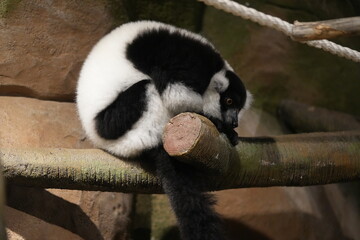 Fototapeta premium Black and white ruffed lemur resting on a branch