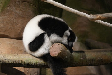 Fototapeta premium Black and White Ruffed Lemur Resting on a Branch