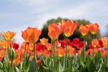 Fototapeta premium Beautiful tulips blooming in a garden bed.
