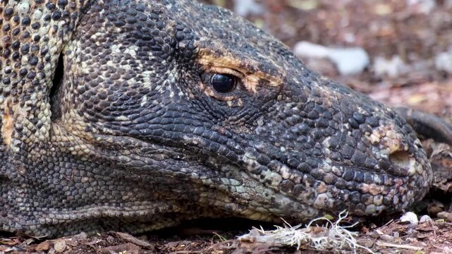 Closeup Komodo dragon Varanus komodoensis snout, eye, and armoured skin in Komodo National Park, Komodo Island, East Nusa Tenggara Indonesia
