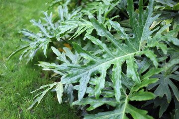 Fresh green philodendron bipinnatifidum tropical leaves. © Bowonpat