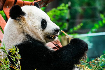Close-up of a giant panda eating fresh bamboo while reclining in a red hammock, with soft green bokeh and generous copy space creating a calm, natural wildlife scene suitable for conservation themes. © Javier Paredes