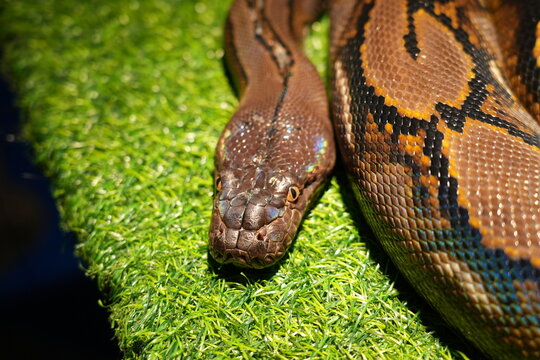 Close up of a magnificent reticulated python on green grass