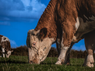 Brown and white cow grazing in a green pasture beneath a vivid blue sky, with another cow feeding in the background. © Constantin