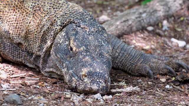 Closeup big Komodo dragon Varanus komodoensis armoured skin and sharp claws resting on Komodo Island, East Nusa Tenggara Indonesia