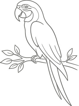 vector illustration of a parrot