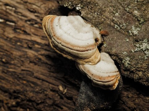 Turkey tail bracket fungus shelf mushrooms growing in stacked tiers on a textured dead tree bark log trunk in a forest woods