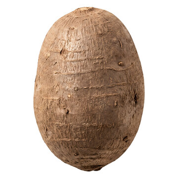 Fresh Whole Taro Root Isolated On Transparent Background