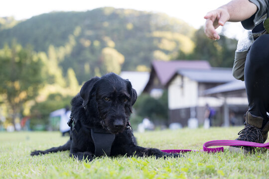 飼い主の指示をきかない芝生でくつろぐかわいいふさふさの大型犬　リアクティブドックの訓練や躾は難しい