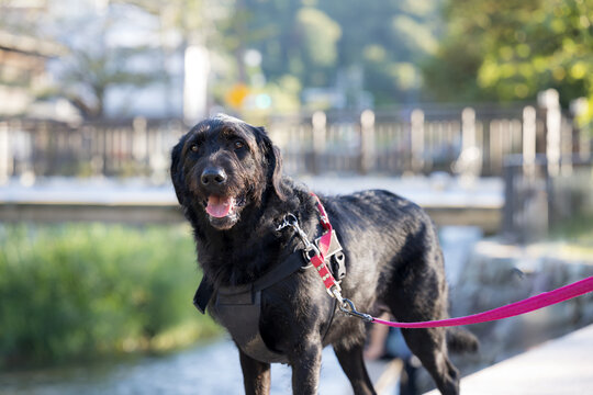 散歩中にカメラ目線のかわいいふさふさの大型犬カメラ目線の笑顔	
