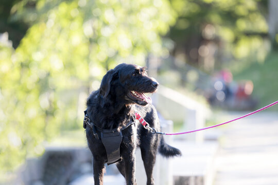 A cute, fluffy, large dog smiling while taking a walk among the fresh greenery