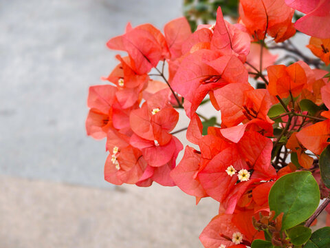 Red bougainvillea flowers in full bloom close-up, vibrant tropical plant with lush green leaves