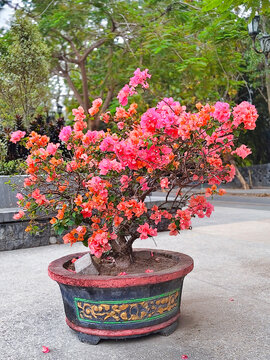 Pink flowering bonsai tree in decorative ceramic pot displayed outdoors in a paved garden setting
