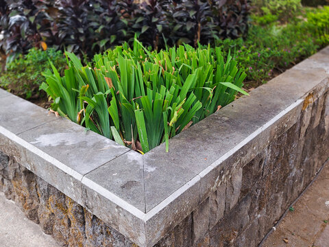 Raised stone planter with lush green foliage in an urban park walkway, bright natural daylight
