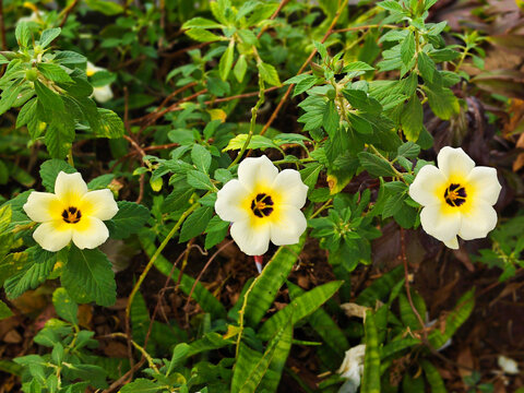 Yellow wild flowers blooming among green foliage in a natural garden setting, vibrant and fresh