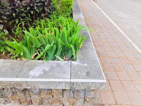 Stone planter bed with lush green grass plants along a paved walkway in an outdoor urban park setting