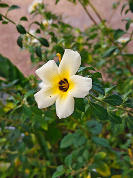 White tropical flower with yellow center blooming on green shrub in natural garden setting