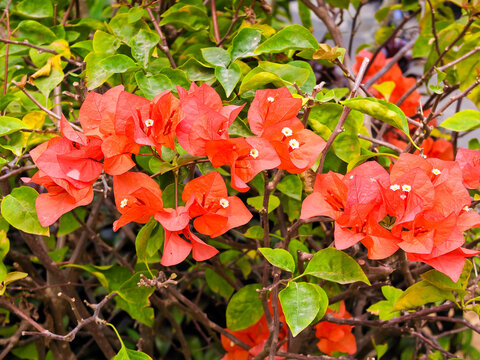Bougainvillea flowers in full bloom with vibrant orange-red bracts and lush green foliage in a tropical garden