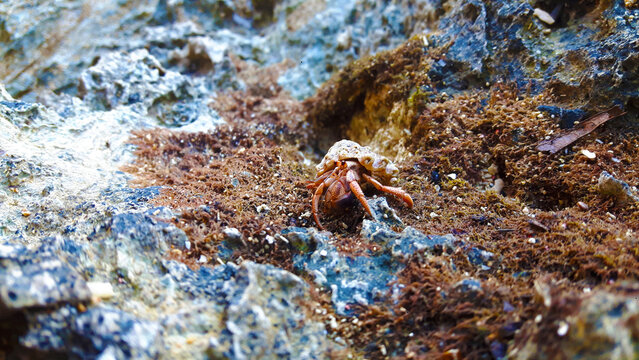crab on the sand