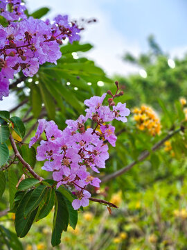 Purple crape myrtle tree in full bloom against bright blue sky, vibrant summer flowering garden