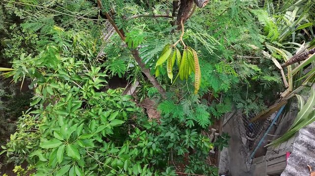 Drone Aerial View of Guaje Tree Pods Clusters Outdoors