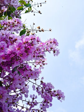 Purple flowering tree branches against blue sky, vibrant tropical blossom close-up with soft clouds