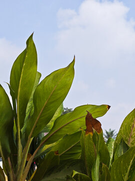 Tropical green leaves against blue sky with bright sunlight, lush botanical garden background
