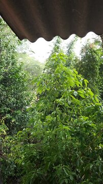 Raindrops Dripping from Metal Roof Edge with Garden Background