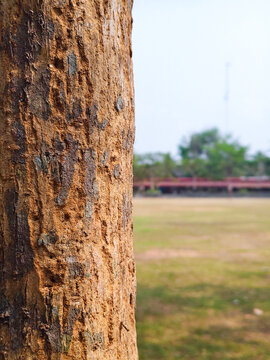 Tree trunk close-up with rough bark texture in open parkland, warm natural tones and clear sky
