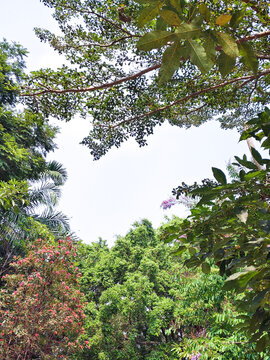 Tropical forest canopy viewed from below with lush green tree crowns and bright overcast sky