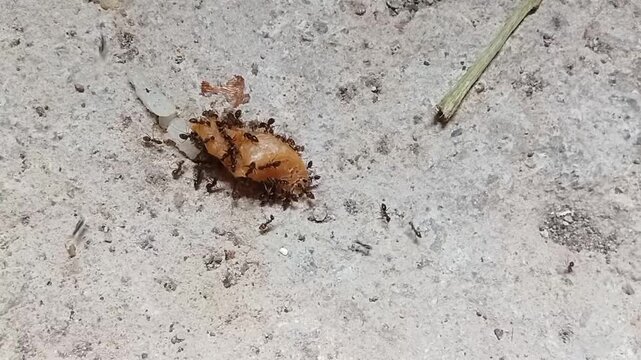 A video recording of a grup of ants discovering some palm sugar.