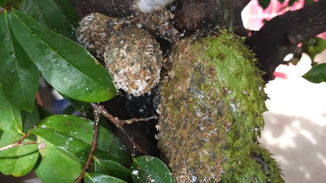 Gently Cleaning Pest-Infested Soursop Fruit with Small Brush