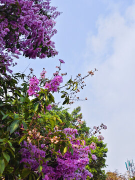 Purple flowering tree canopy against cloudy sky, vibrant tropical garden scene with lush green foliage
