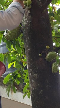 Cleaning Small Young Soursop Fruits to Prevent Insect Pests