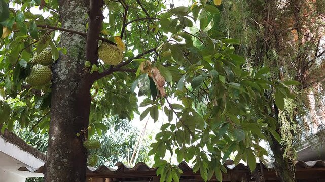 Small Insect Flying Around Green Soursop Fruits on Tree