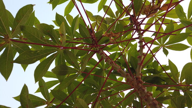 Low angle shot of young cassava plant with vibrant red petiole and green leaves
