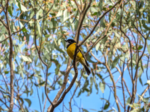  Australian Golden Whistler (Pachycephala Pectoralis)