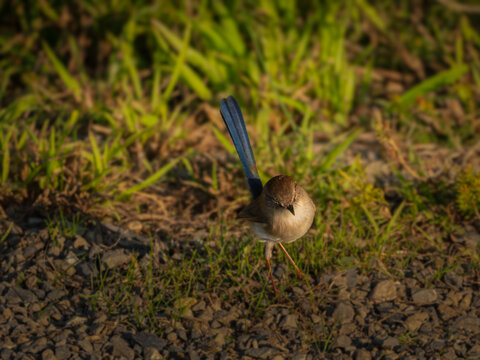 Superb Fairy Wren Standing Late Afternoon