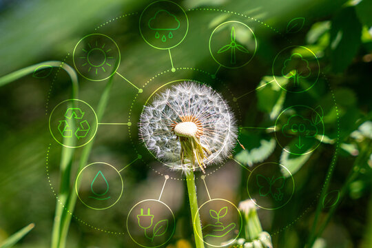 Climate and sustainability concept with dandelion in sunlight.
