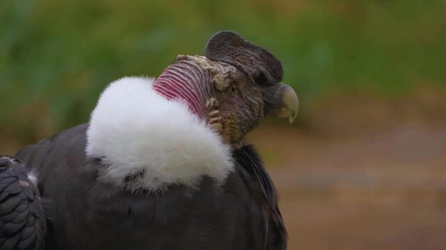 Close-up shot of an Andean condor bird in nature
