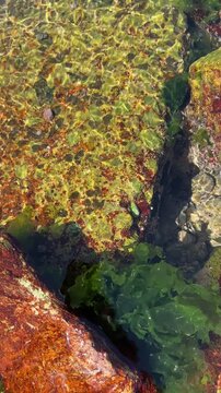 Las algas verdes se mueven por el paso del agua marina.