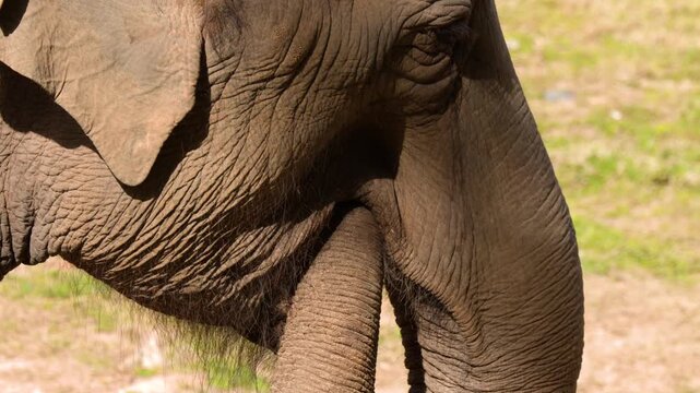 Close Up Profile of an Asian Elephant Moving Trunk