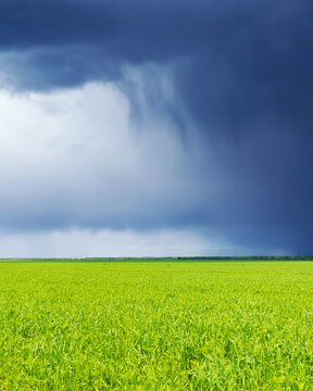 Field and clouds. Dark stormy sky and fresh, green grass.
Dramatic rain clouds approaching over lush farmland field