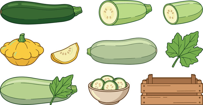 Fresh green zucchini and yellow squash vector icons set with wooden crate slices bowl and organic harvest vegetable design elements
