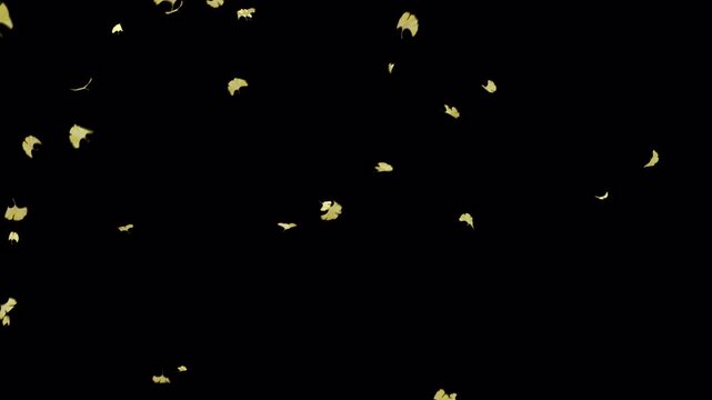 Yellow Ginkgo Leaves Falling on Transparent Alpha