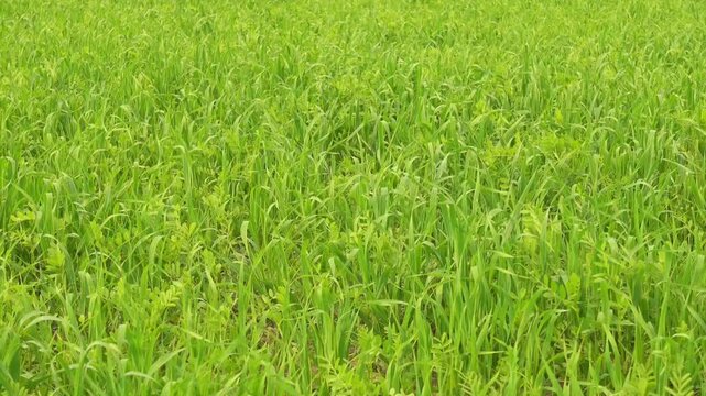 Panning shot across lush green wheat field