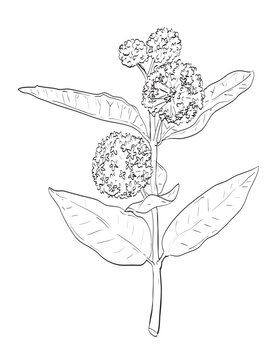 Drawing sketch style illustration of Common milkweed or Asclepias syriaca, a tall perennial wildflower and a wild edible plant on isolated background done in black and white line art.