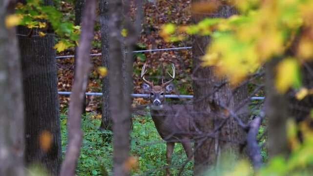 Whitetail buck stares directly at camera in autumn woodland