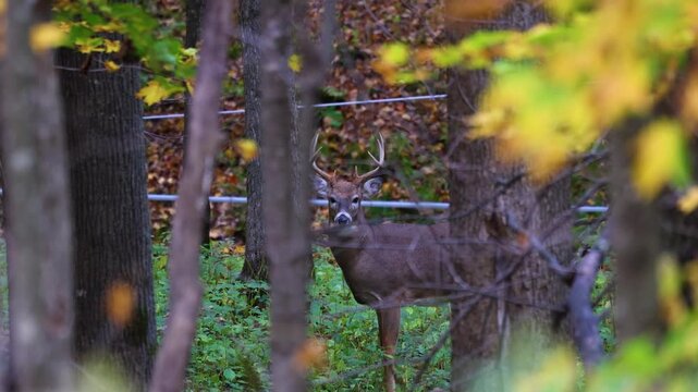 Whitetail buck sneezes and licks nose in autumn woodland